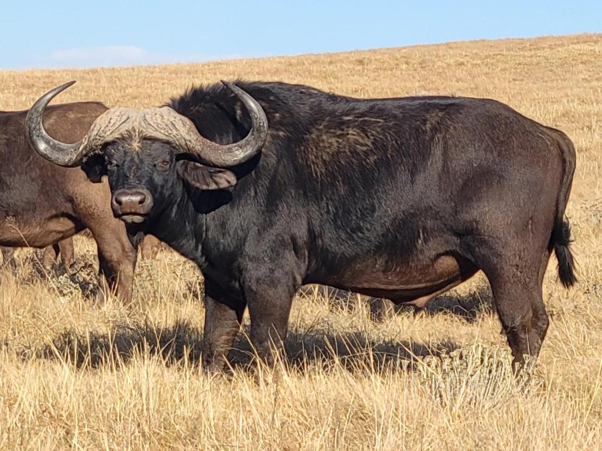 Buffalo Hills Private Game Reserve ハリスミス エクステリア 写真