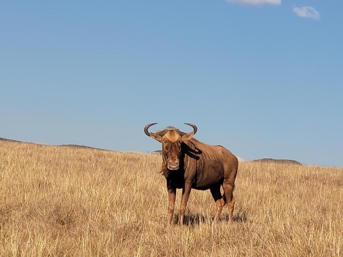 Buffalo Hills Private Game Reserve ハリスミス エクステリア 写真