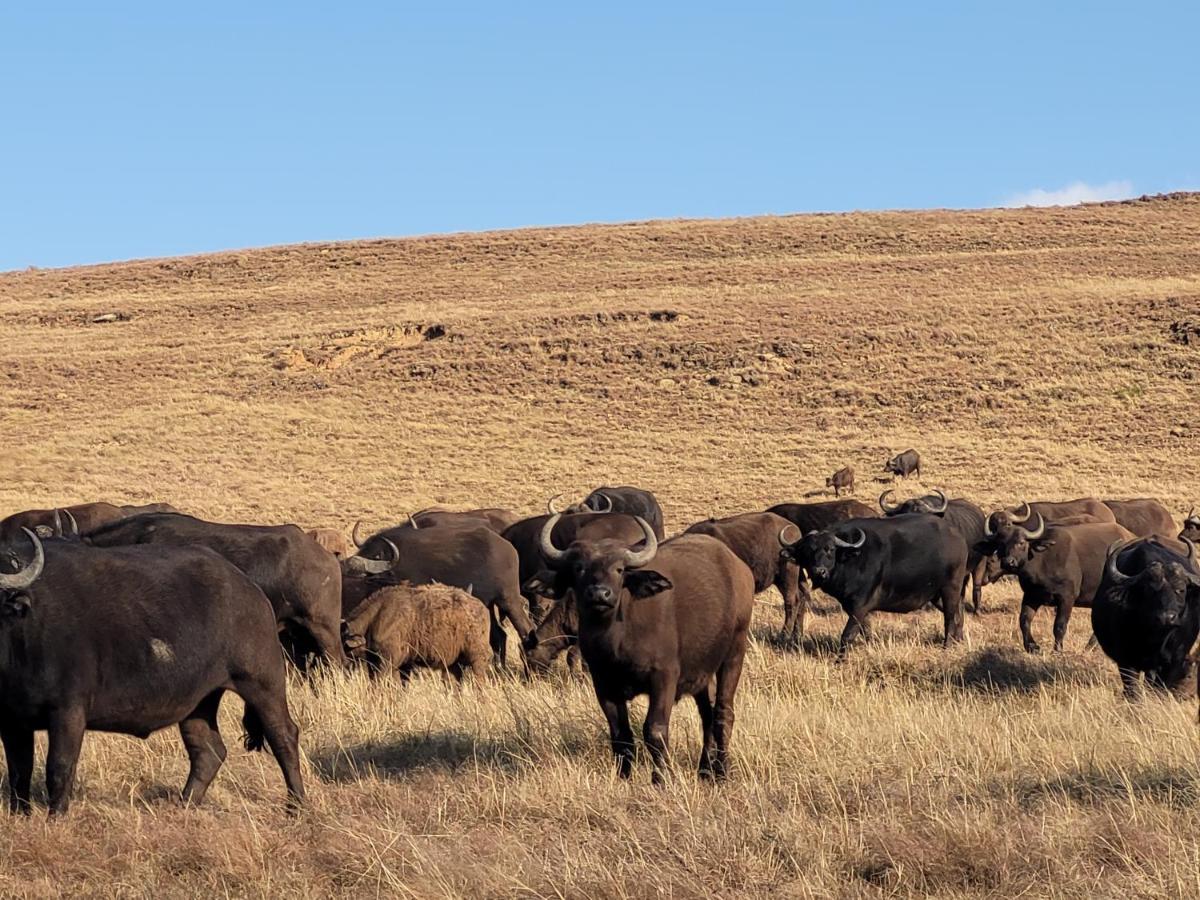 Buffalo Hills Private Game Reserve ハリスミス エクステリア 写真